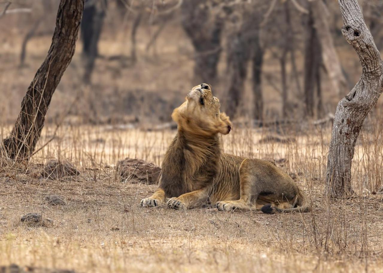 Gir Birding Lodge غابة غير المظهر الخارجي الصورة