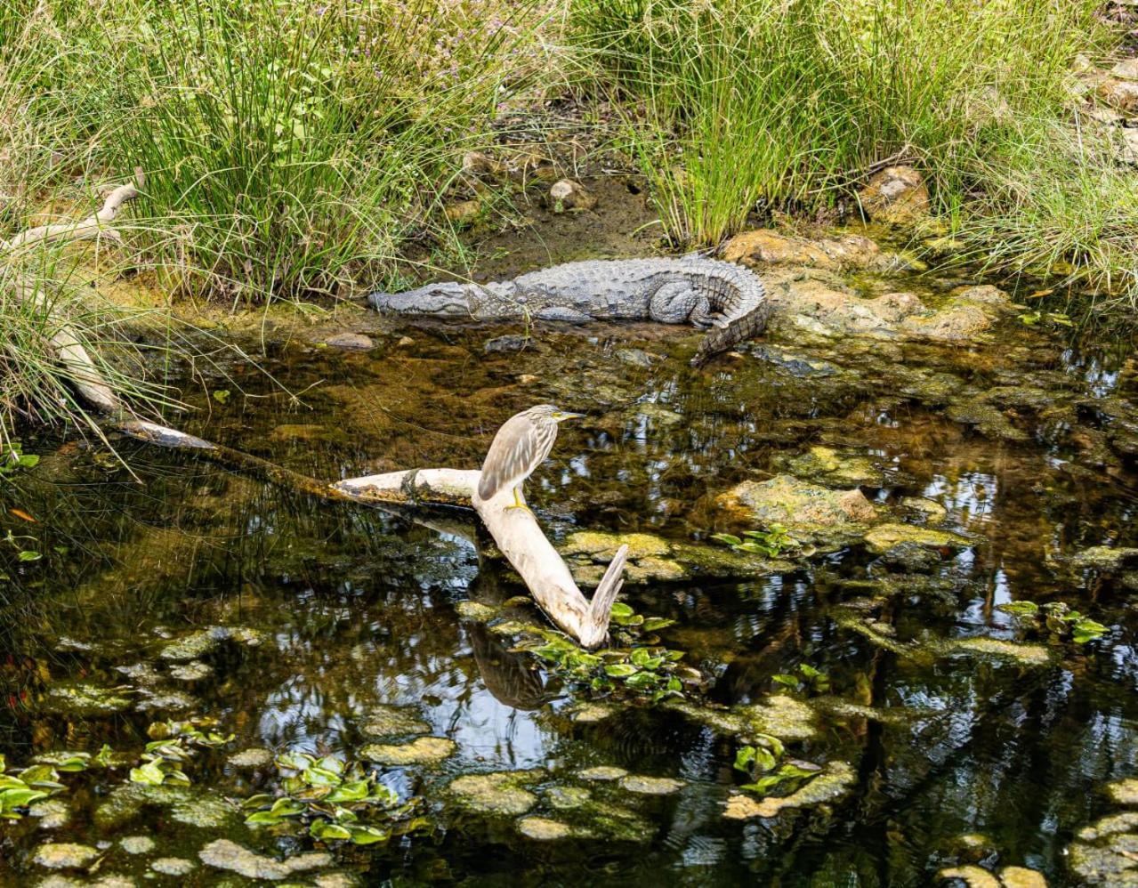 Gir Birding Lodge غابة غير المظهر الخارجي الصورة