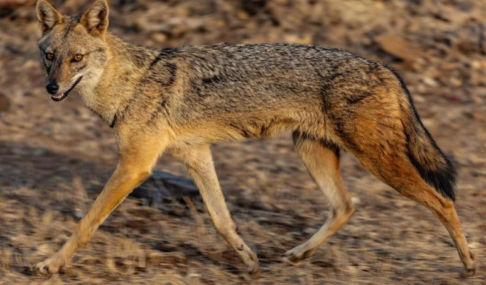 Gir Birding Lodge غابة غير المظهر الخارجي الصورة