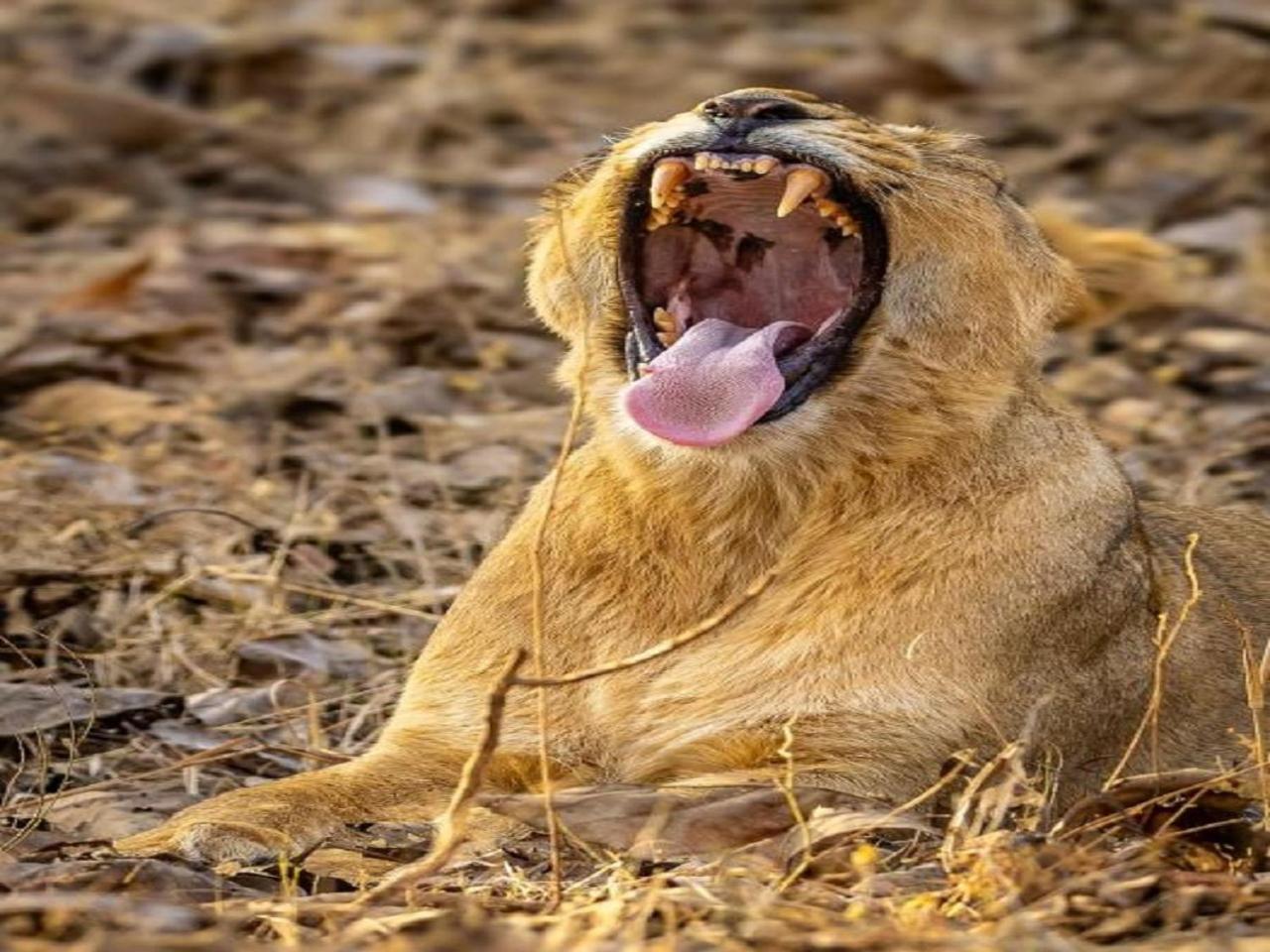 Gir Birding Lodge غابة غير المظهر الخارجي الصورة