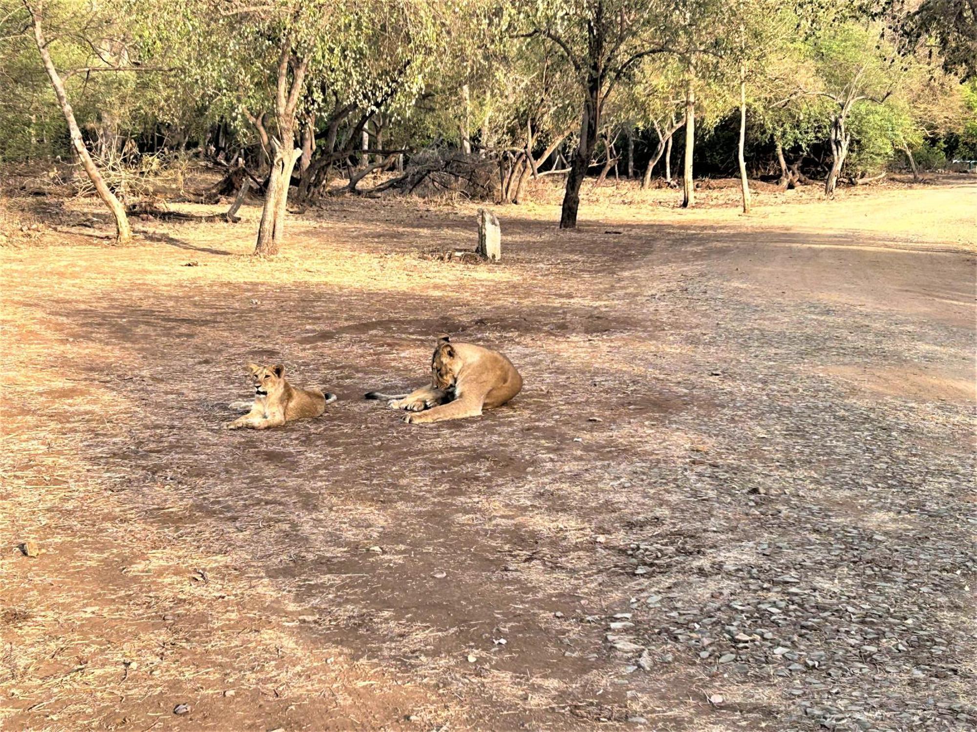 Gir Birding Lodge غابة غير المظهر الخارجي الصورة